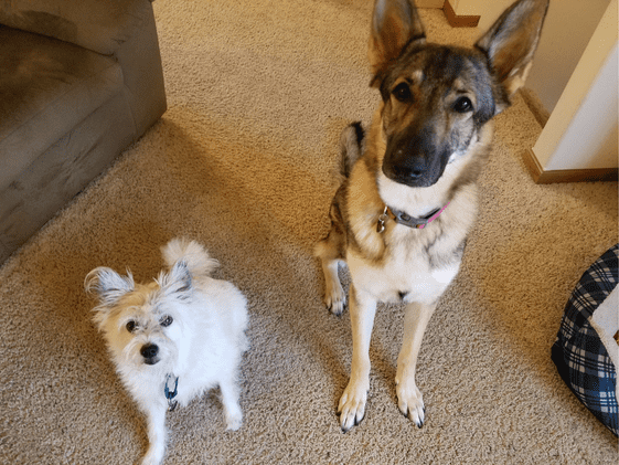 A poodle terrier and a German Shepherd looking at the camera.