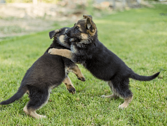 Two German Shepherd puppies playing together.