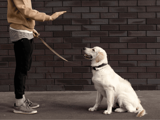 A dog sitting looking at the open hand "stay" sign.