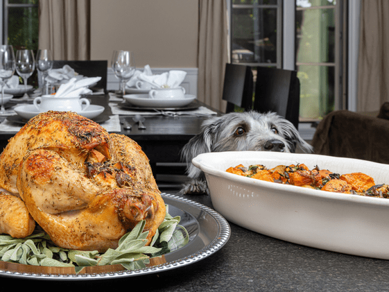 A dog sniffing Thanksgiving food on a counter.