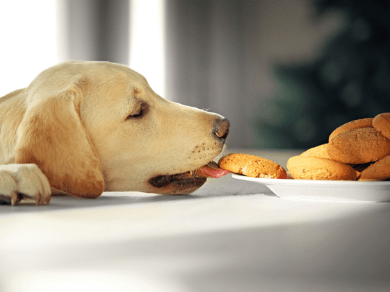 A dog stealing a cookie off the counter.