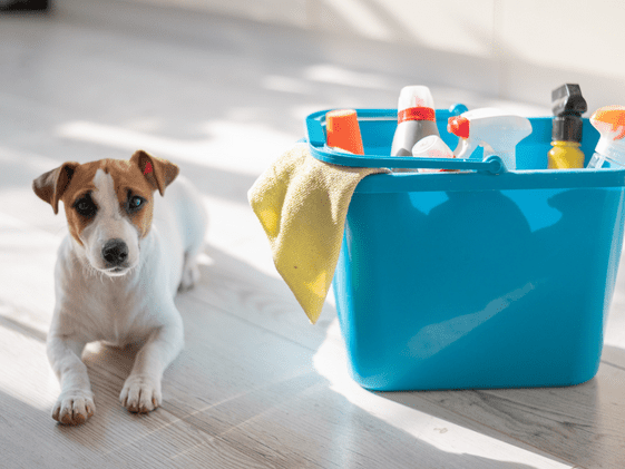 A dog laying next to a bucket of cleaning supplies.