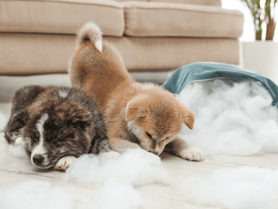 Two puppies destroying a throw pillow.