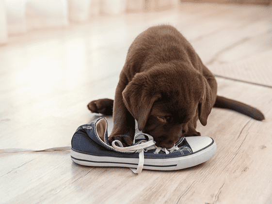 A puppy chewing on a shoe.
