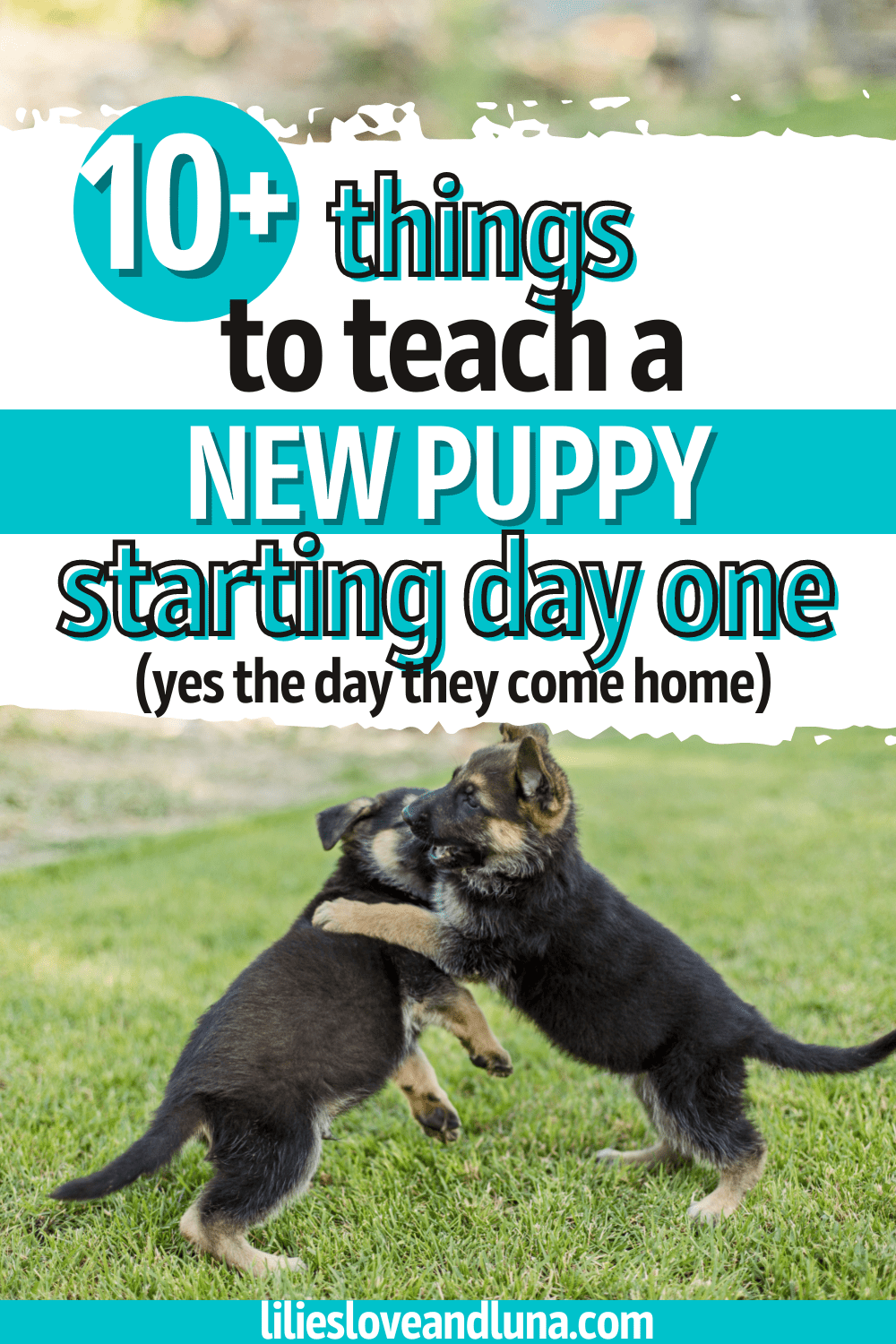 Pin image for 10+ things to teach a new puppy starting day one with two German Shepherd puppies playing.