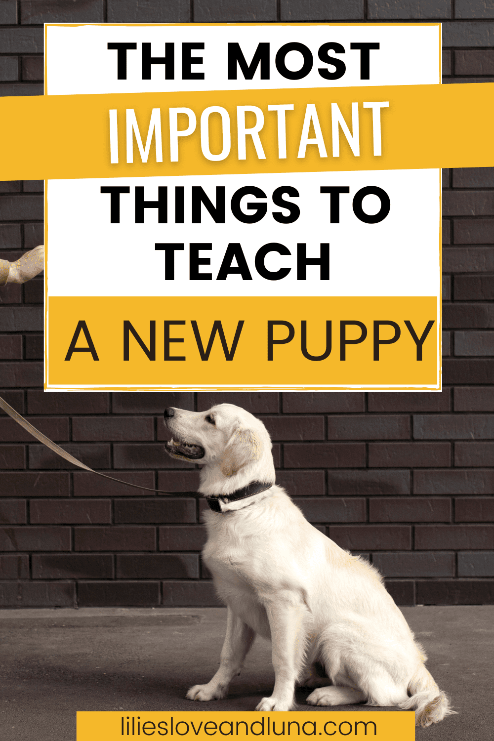 Pin image for the most important things to teach a new puppy with a dog sitting looking at the stay hand sign.