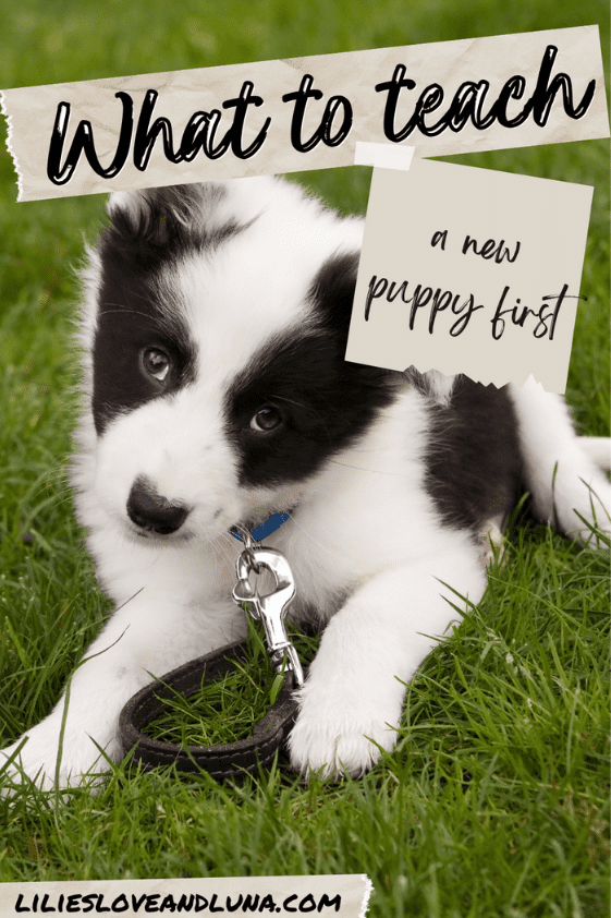 Pin image for what to teach a new puppy first with a puppy laying in the grass.