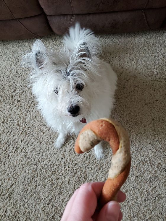 Poodle terrier looking at a candy cane dog treat.