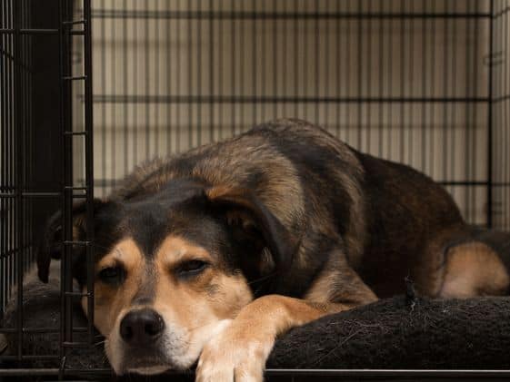 A dog sleeping in a crate.