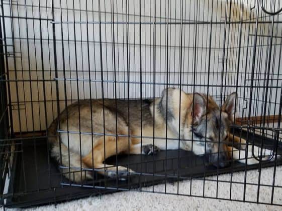 A German Shepherd sleeping in a wire crate.