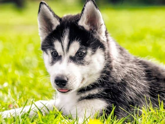 A husky puppy laying in the grass.