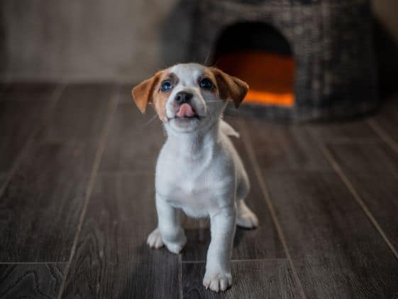 A puppy sitting while licking its mouth.