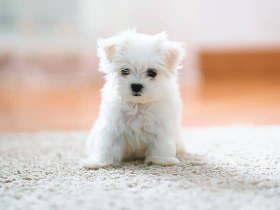A white puppy sitting on the carpet.