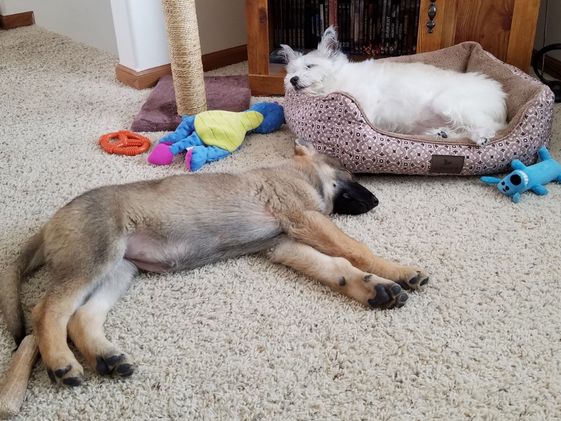 A German Shepherd puppy sleeping on the floor next to a poodle terrier sleeping in a dog bed.