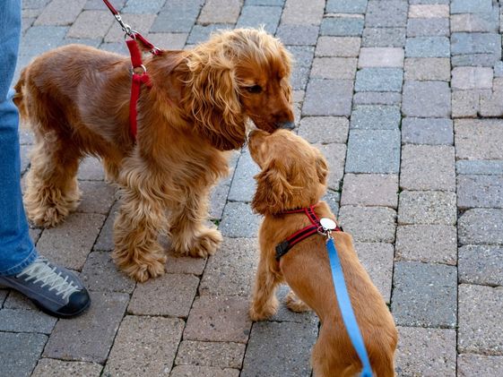 A puppy on a leash sniffing a dog on a leash.