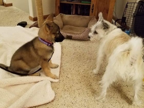 A German Shepherd puppy sitting while looking at a poodle terrier that is standing.