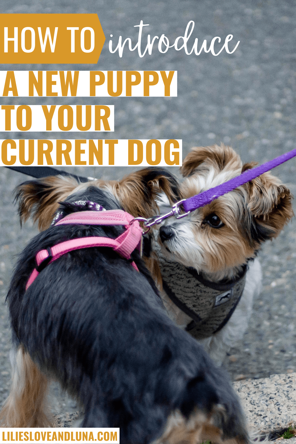 Pin image for how to introduce a new puppy to your current dog with two small dogs on leashes sniffing each other.