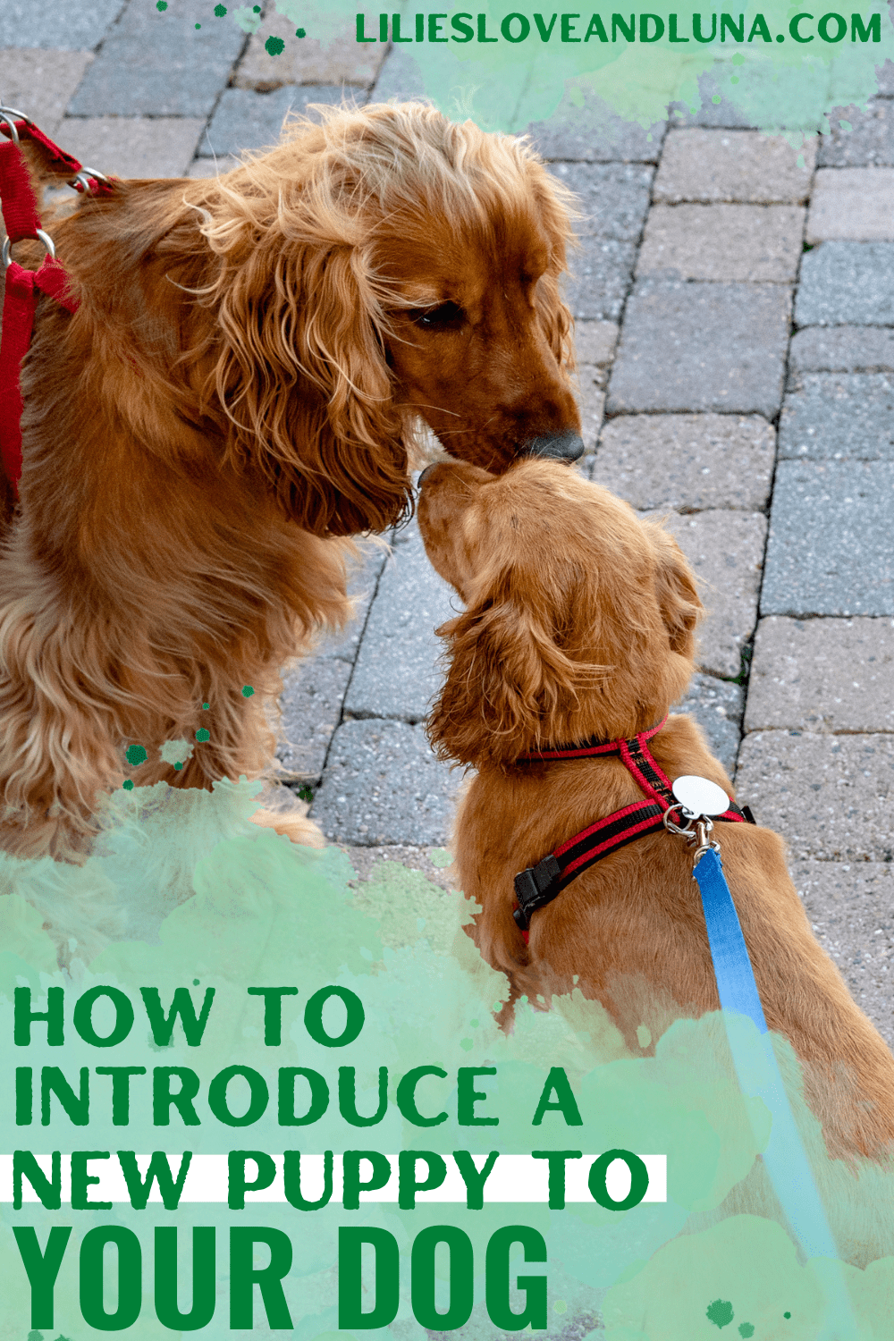 Pin image for how to introduce a new puppy to your dog with a puppy on a leash sniffing a dog on a leash.