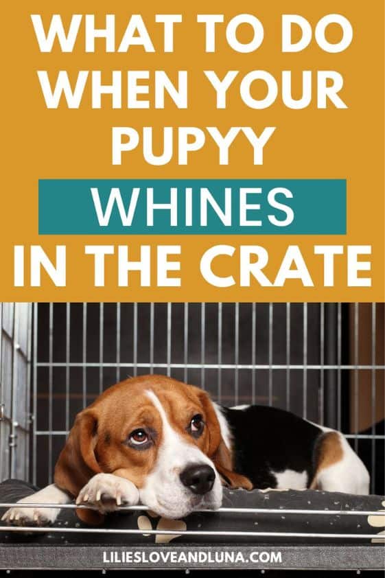 Pin image for what to do when your puppy whines in the crate with a Beagle laying in a wire crate.