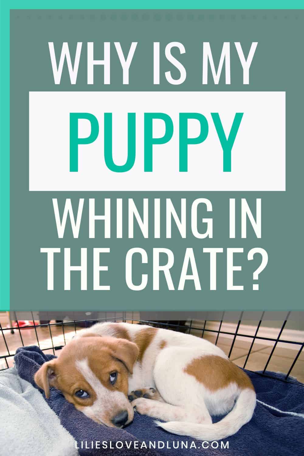 Pin image for why is my puppy whining in the crate with a puppy laying on a blanket in a crate.