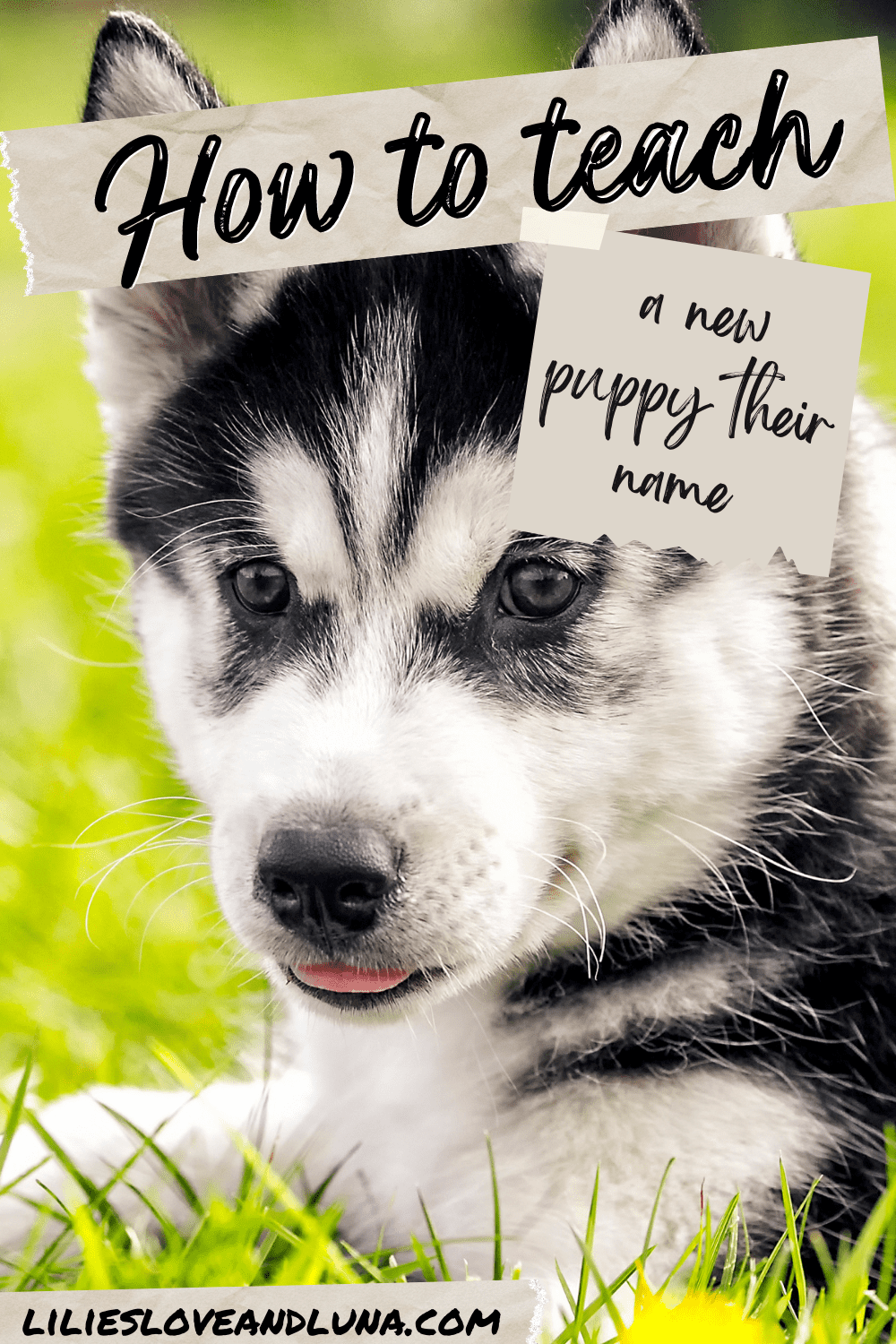Pin image for how to teach a new puppy their name with a husky puppy laying in the grass.