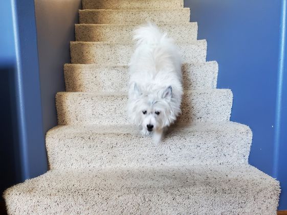 Poodle terrier going down the stairs.