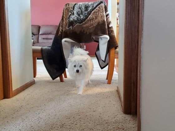 A poodle terrier going through a tunnel made from two chairs and a blanket.