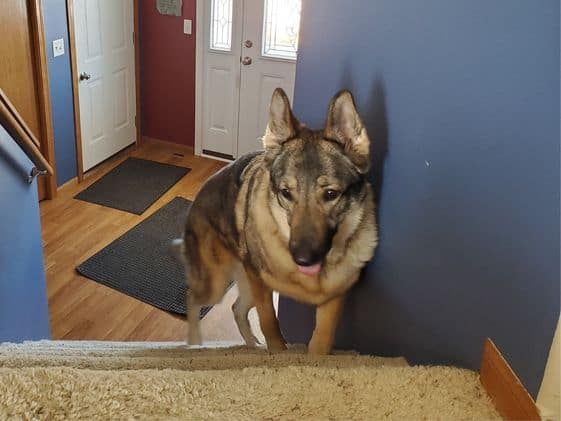 A German Shepherd going up the stairs.