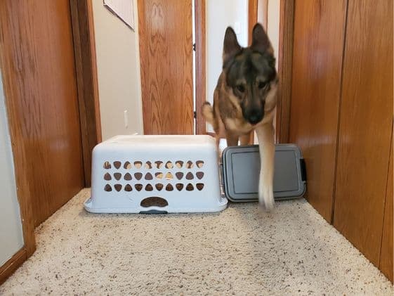 A German Shepherd stepping over a hurdle obstacle.