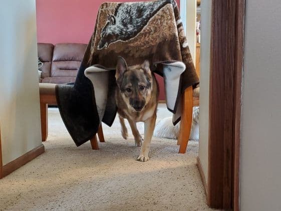 German Shepherd going through a tunnel made from two chairs and a blanket.