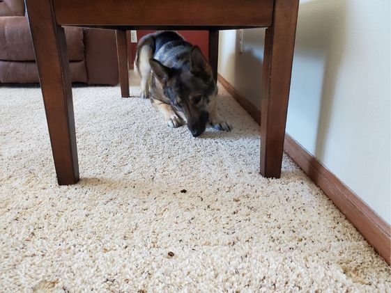 A German Shepherd crawling under a coffee table for treats.
