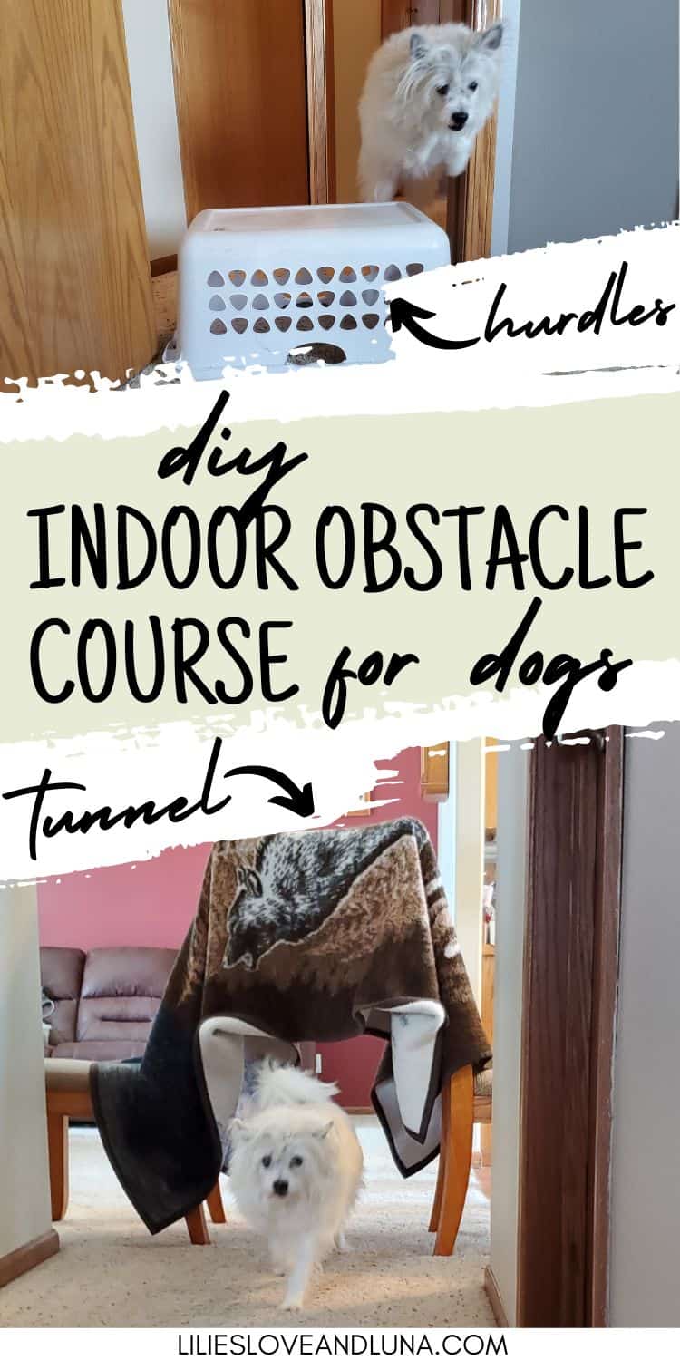 Pin image of a dog jumping a laundry basket above a picture of the same dog running under a blanket hung over a couple of chairs. A text overlay reads DIY indoor obstacle course for dogs.