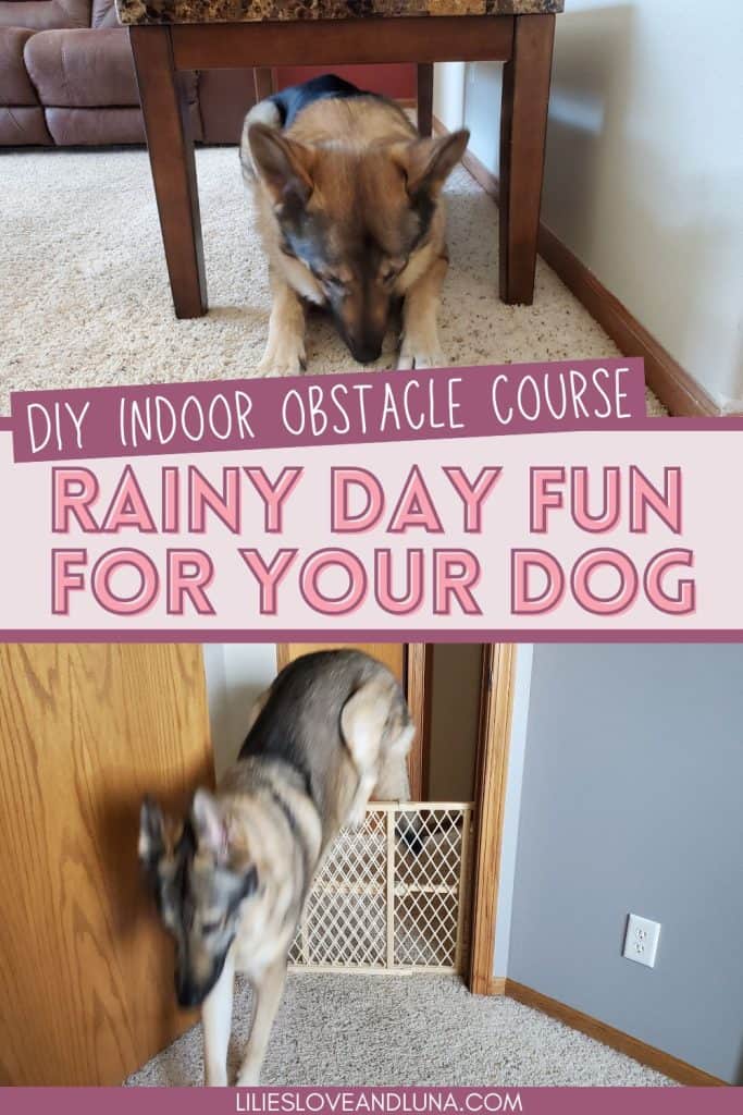 Pin image of a German Shepherd crawling under a table above a picture of a German Shepherd jumping a baby gate. A text overlay reads DIY indoor obstacle course: rainy day fun for your dog.