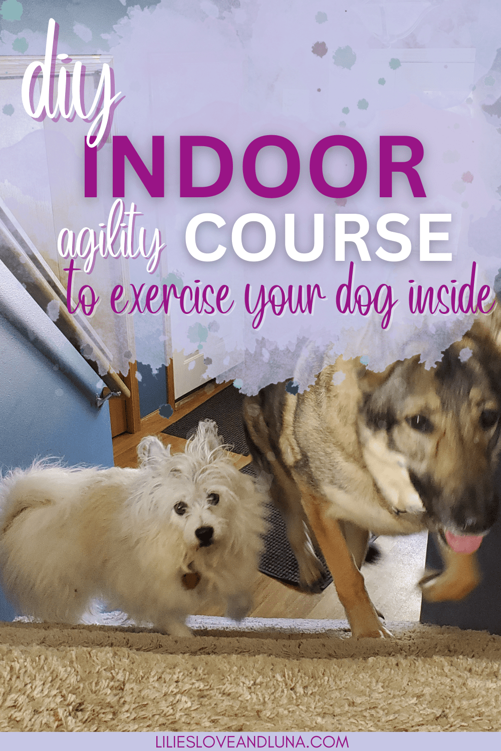 Pin image for diy indoor obstacle coures to exercise your dog inside with an image of two dogs coming up the stairs.