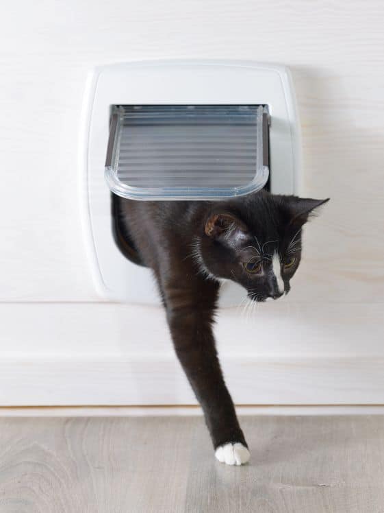 A cat coming through a cat door.