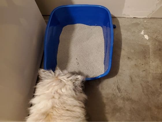 A white dog sniffing a litter box.
