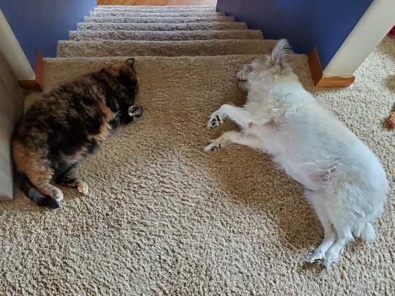 A tortishell cat laying near a white dog at the top of a stairway.