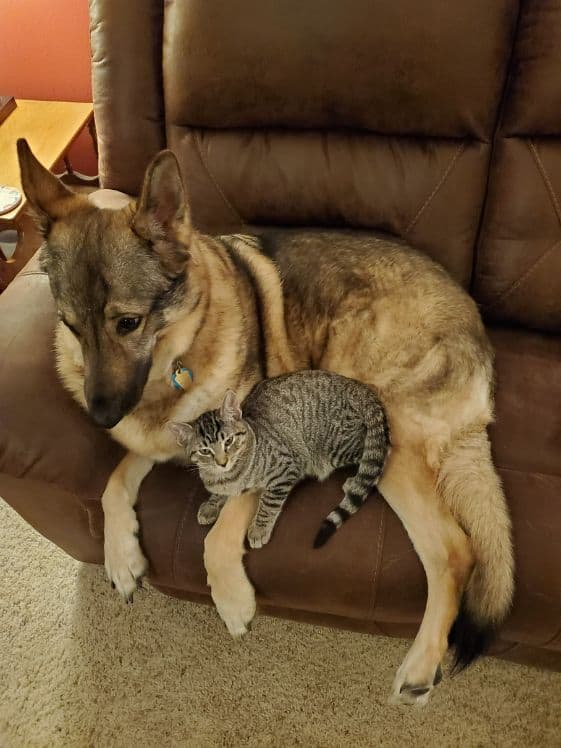 A tabby cat laying with a German Shepherd Dog.
