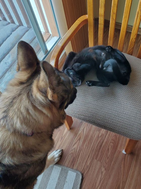 A black cat showing her belly to a German Shepherd.
