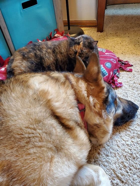 A tortishell cat sniffing a German Shepherds ear.