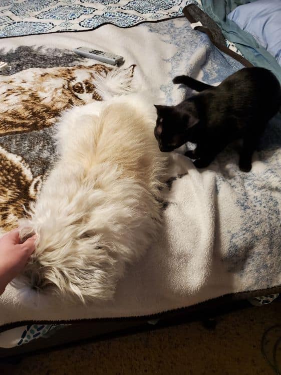 A black cat sniffing a white dog while a hand pets the dog.