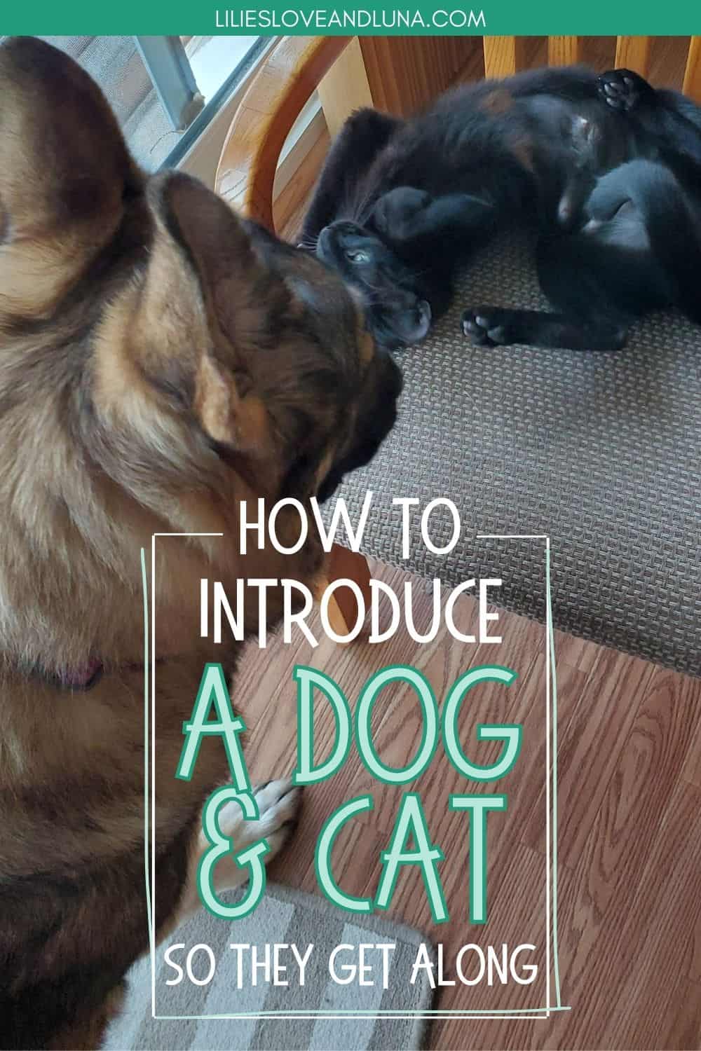 Pin image for how to introduce a dog and cat so they get along with a black cat showing a German Shepherd her belly.