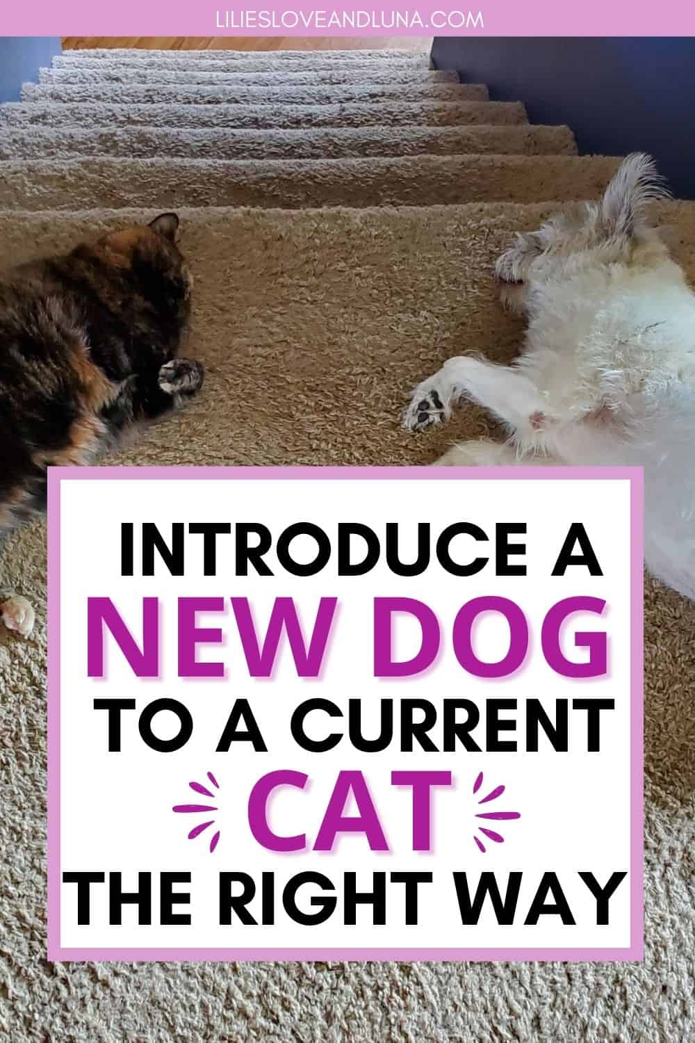 Pin image for introduce a new dog to a current cat the right way with a cat and dog laying near each other at the top of the steps.
