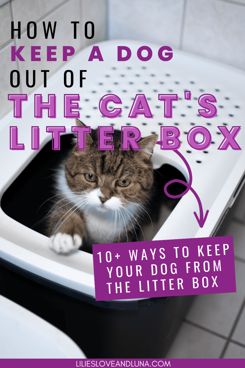 Pin image for how to keep a dog out of the cat's litter box with an image of a cat sitting in a top entry litter box.