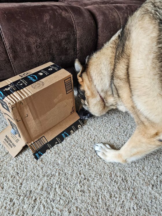 A German Shepherd finding a treat underneath a box.