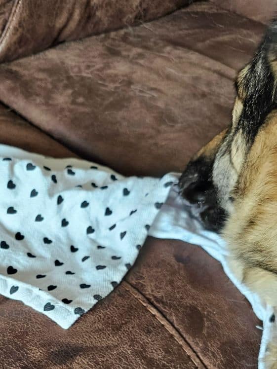A German Shepherd finding a treat underneath a towel.