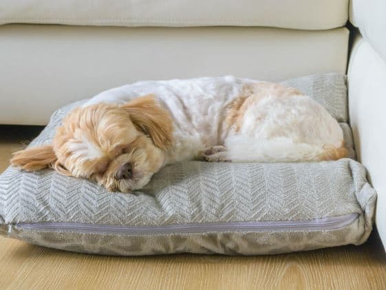Small dog sleeping on a pillow style dog bed.