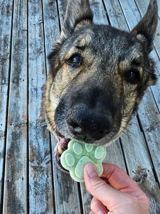 A German Shepherd licking a paw shaped frozen fresh breath dog treat held in a person's hand.
