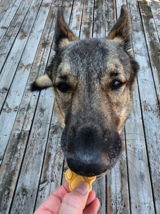 A German Shepherd biting a paw shaped peanut butter pumpkin frozen dog treat.