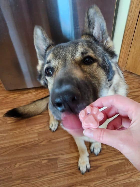 A German Shepherd licking a paw shaped strawberry ice cream dog treat that is being held by someone's hand.